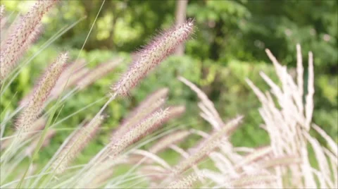 Grass slowly moves in the wind during parallel camera slide Stock Footage 67809829