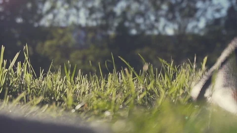 Grass slowly moving in wind on a beautiful sunny day. 100fps. Stock Footage
