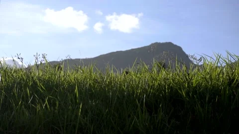 The grass slowly sways in the wind against the backdrop of the mountains Vídeo Stock 145630185