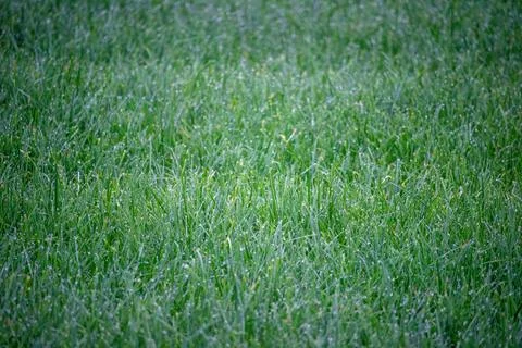 Grass with small droplets on the leaves Stock Photos