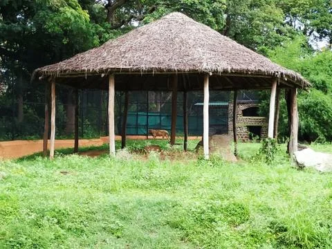 Grass Small Hut Inside the Mysore Zoo. Lion inside the Fence. Stock Photos