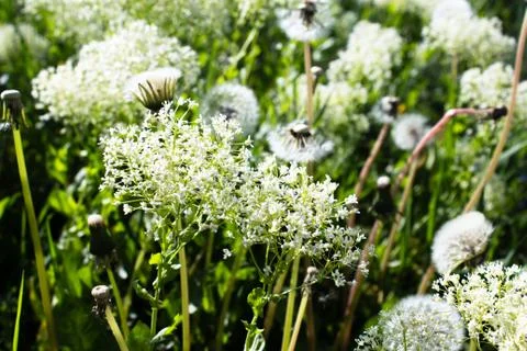 Grass with small white flowers Stock Photos
