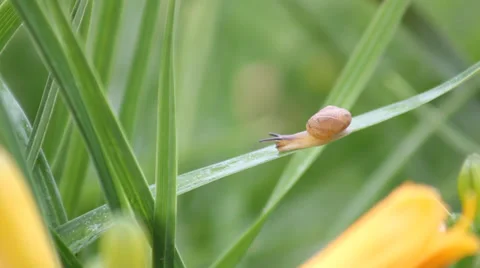 The grass in the snail Video stock 39389074