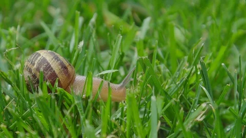 Grass Snail 動画素材 107242139