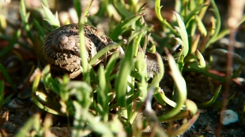 Grass Snail Slug At Field Crawling Sluggish Macro Shot  Pest Organic  2 Vídeo Stock 43366132