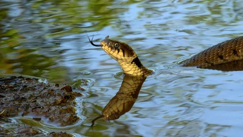 Grass snake 13 Natrix natrix swimming towards camera Stock Footage 120214588