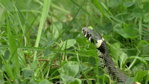 Grass snake 13 Natrix natrix 25p on bank Video stock 171526805