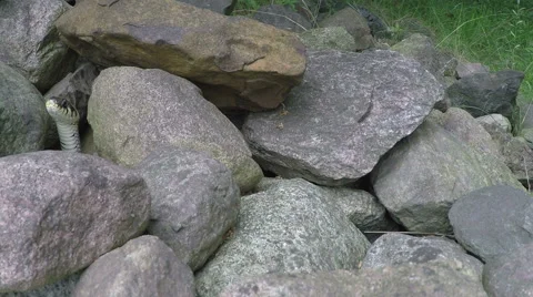 Grass snake appears 스톡 동영상 68160952