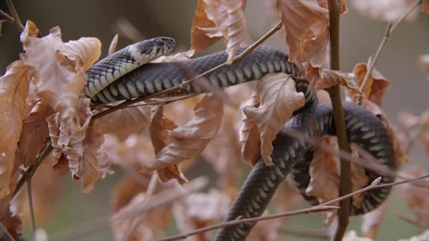 Grass snake on a bush Stock Footage 272942525