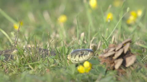 Grass snake close up in meadow Video stock 297659783