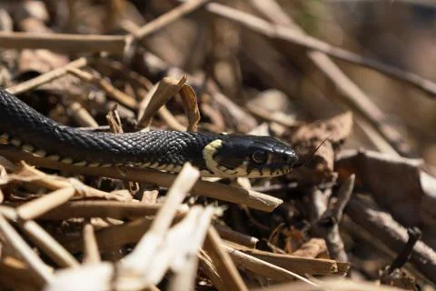 Grass snake close up Stock Photos
