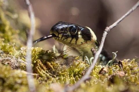 Grass snake close up Stock Photos
