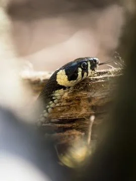 Grass snake close up Stock Photos