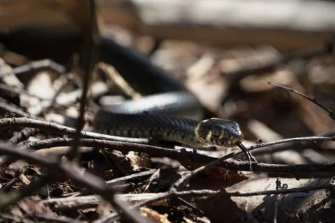 Grass snake close up Stock Photos