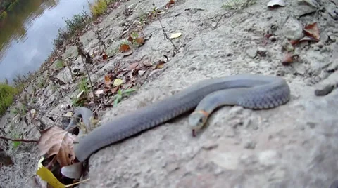Grass snake, coast Stockbeeldmateriaal 32052314
