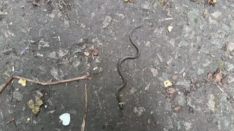 GRASS SNAKE COMING Stock Footage 276860407