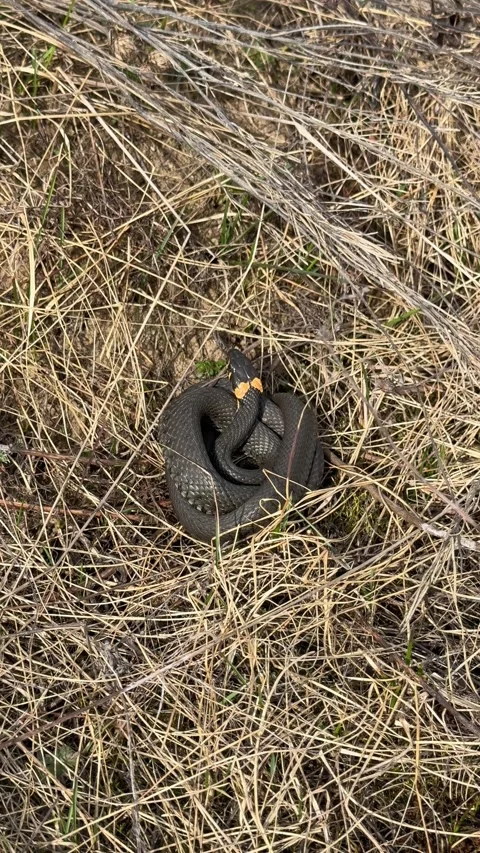 Grass snake is crawling along the dry grass Stock Footage 332242065