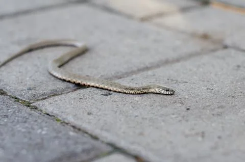 Grass snake crawling on a brick tile. Non-poisonous snake. the Grass snake. Stock Photos