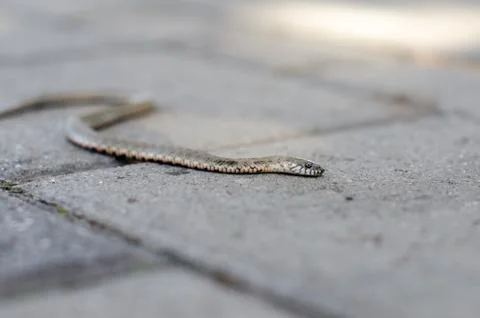 Grass snake crawling on a brick tile. Non-poisonous snake. the Grass snake. Stock Photos