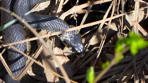 Grass Snake is Crawling in the Dry Grass Stock Footage 102744873