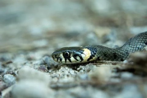 Grass snake crawling on the ground Stock Photos
