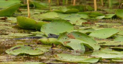 Grass snake crawling on large leaves of water lilies on a pond Stock Footage 262541553