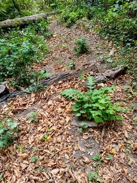 Grass snake crawling left along forest path covered with last year leaves. .. Stock Photos