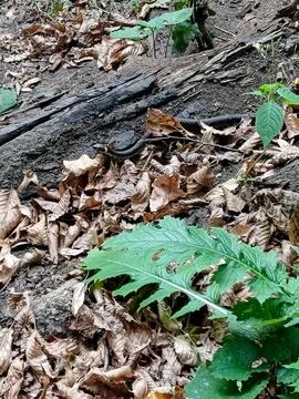 Grass snake crawling left along forest path covered with last year leaves. .. Stock Photos