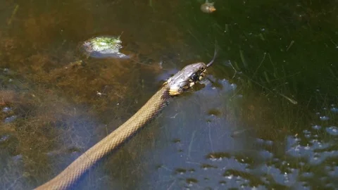 Grass Snake Crawling in the River Stock Footage 81809058