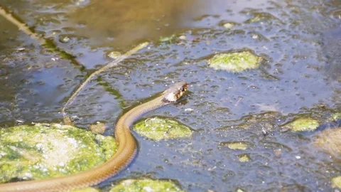 Grass Snake Crawling in the River. Slow Motion Video stock 81809012
