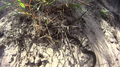 Grass snake crawling on sand Stock Footage 52995097
