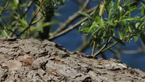 Grass Snake crawling on sunny a tree trunk Stock Footage 4281480