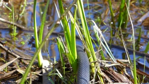 Grass Snake Crawling Through the Water Environment Stock Footage 102744908