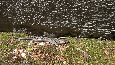 Grass snake crawls into the slot Stock Footage 115501390