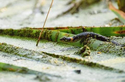 Grass snake crawls through floating grass, sticking its tongue. Stock Photos
