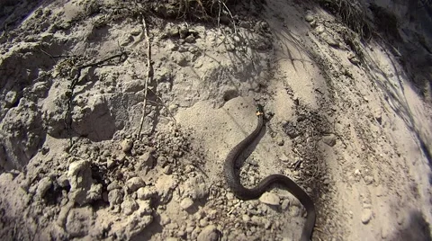 Grass snake creeping on sand Stock Footage 52320214
