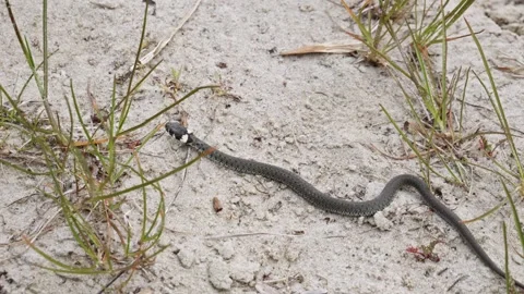 A Grass Snake creeps Through a Sandy Environment -  Close Up slow motion Stock Footage 257876319