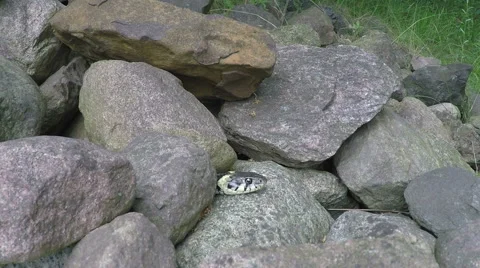 Grass snake disappearing Stock Footage 68662898