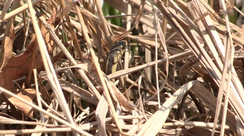 Grass Snake in Dried Cattails Stock Footage 49690495