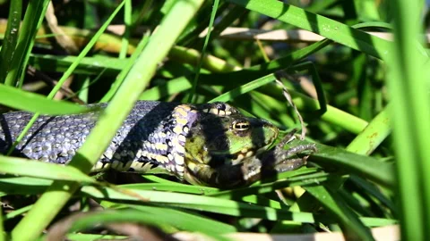 Grass snake eating the caught frog in middle of green grass. Stock Footage 160073787