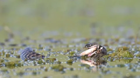 Grass snake eats swallows fish. Natrix natrix Stock-Footage 190088661