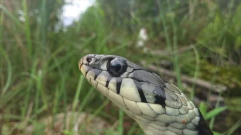 Grass snake exploring the air with its forked tongue Stock Footage 340452219