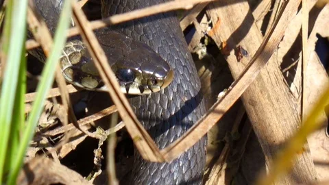 Grass Snake Face Extreme Closeup Stock Footage 102744875