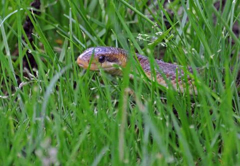Grass snake in the field Stock Photos
