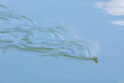 Grass Snake floating on a pond Stock Photos