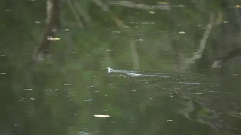 The grass snake flows through the water Stock Footage 74368621