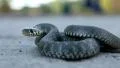 Grass snake HD Footage