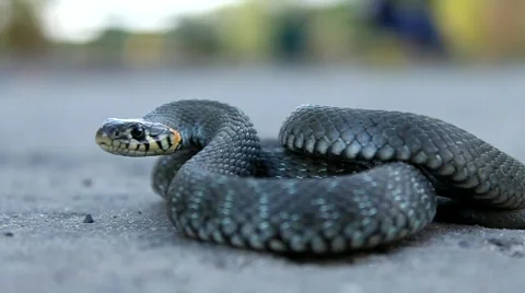 Grass snake Video stock 546462