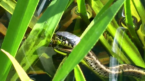 Grass snake Stock Footage 890853
