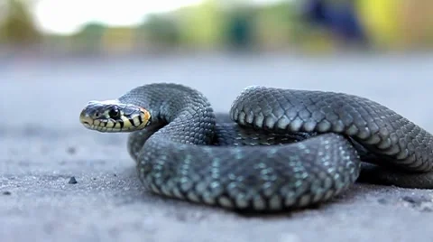 Grass snake Stock Footage